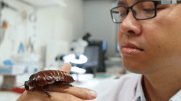 T. Thang Vo-Doan com um dos insetos do laboratório da Universidade de Queensland, na Austrália