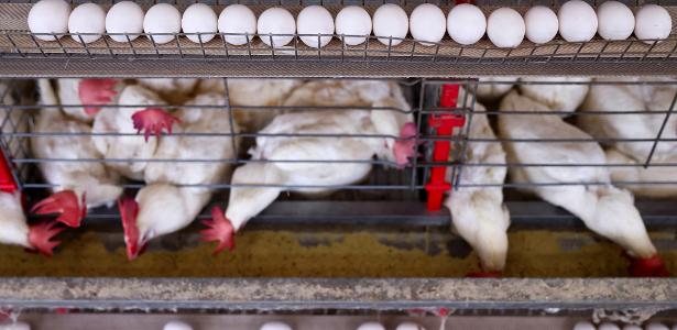 México, Uruguai e Chile também suspendem importações de frango brasileiro