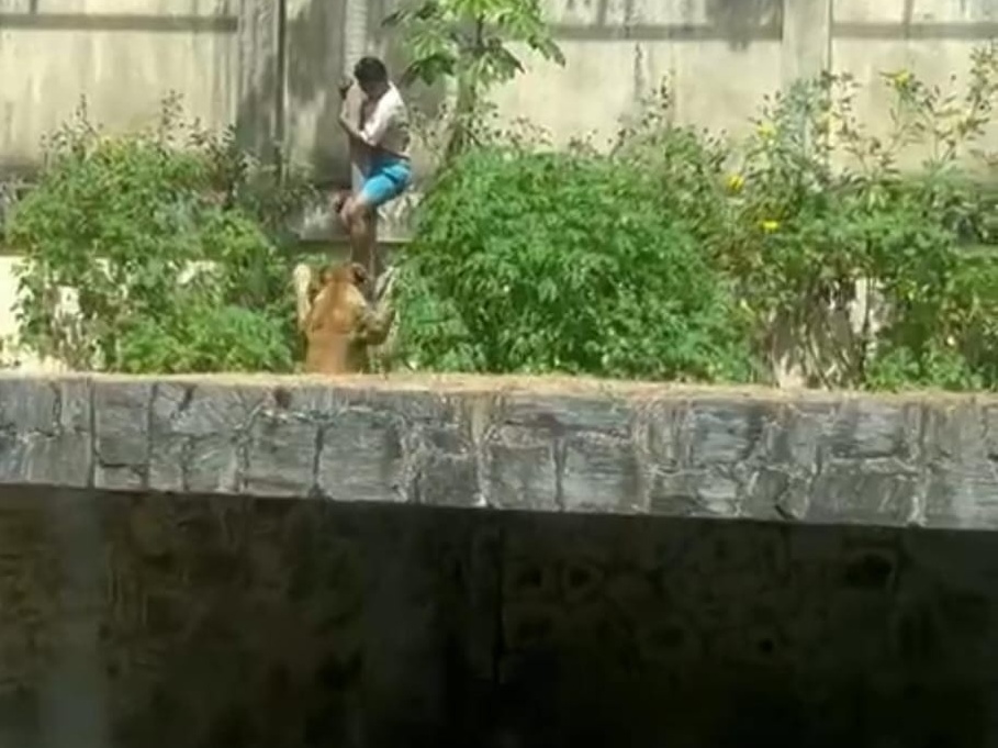 Homem é morto por leoa após invadir recinto em parque de João Pessoa