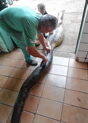 Funcionário do zoológico de Bauru mede sucuri que engoliu onça no interior de SP - Divulgação