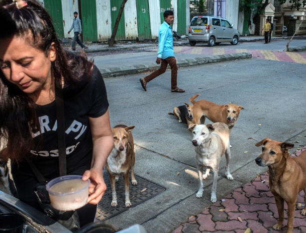 Niharika Kishan Gandhi distribui comida para os cachorros em rua de Bombaim, na Índia - ATUL LOKE/NYT