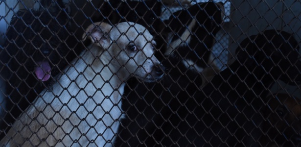 Cão em abrigo da Suipa, ONG que está proibida de receber novos animais - Leonardo Coelho/UOL