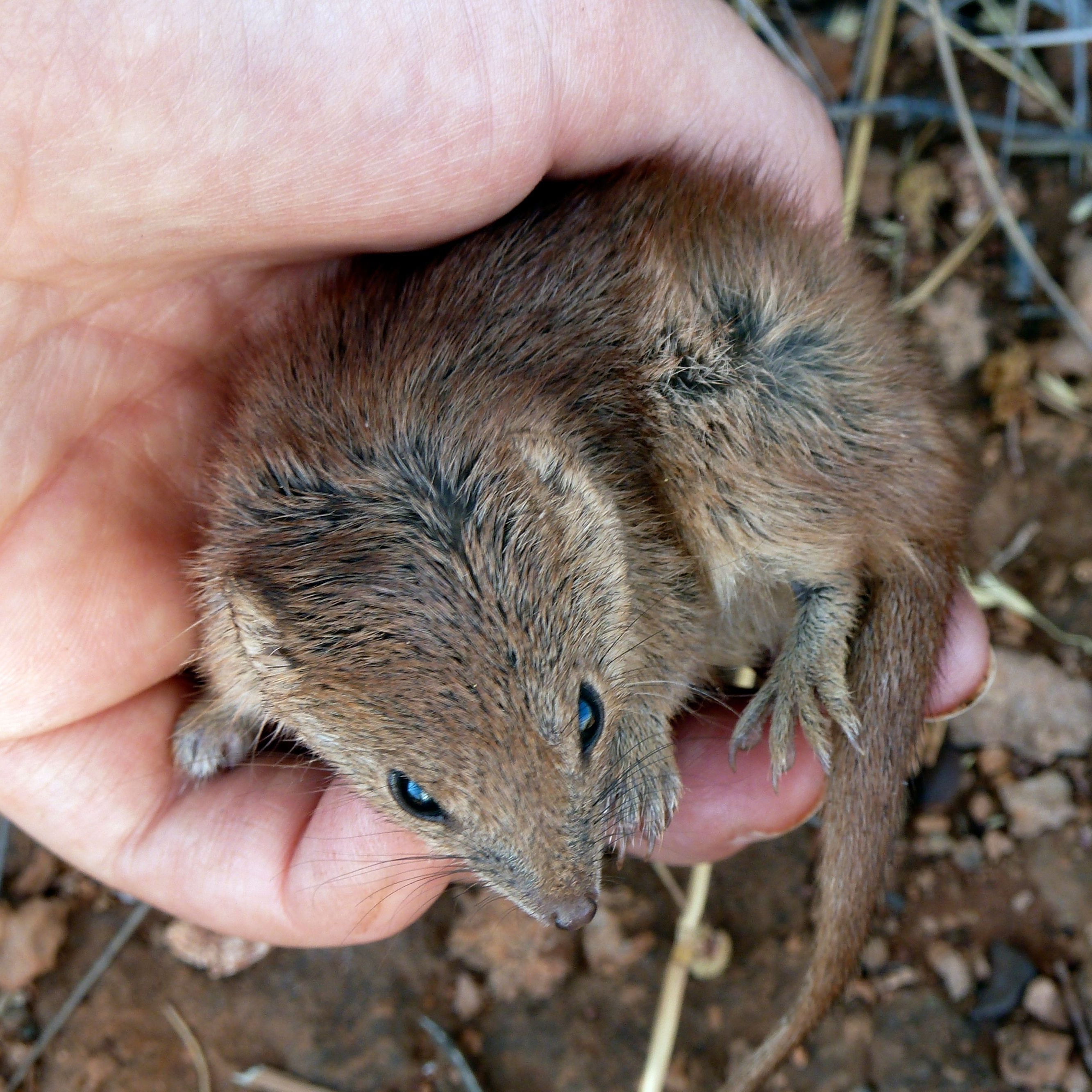 Conheça o marsupial que se parece com um rato e voa igual a um