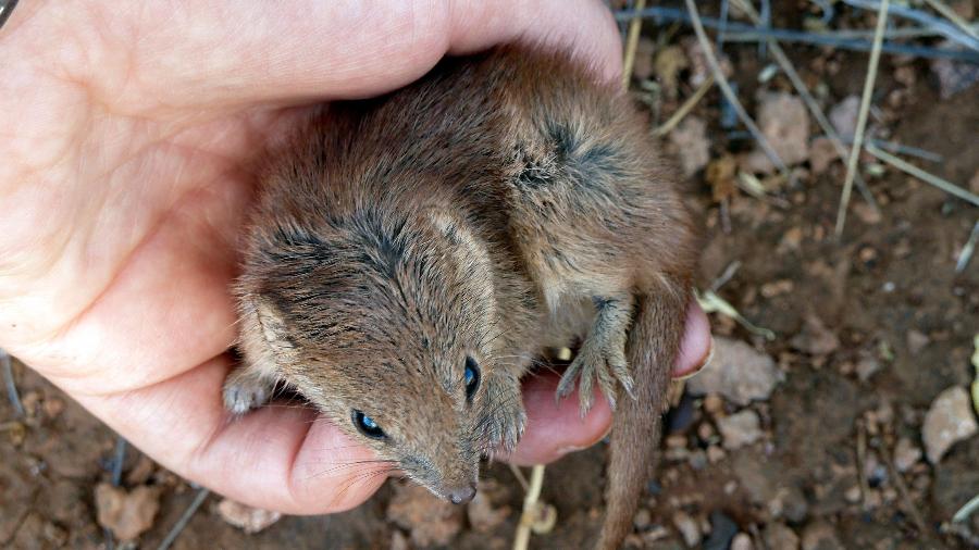 Pesquisador segura uma kaluta, um marsupial do tamanho de um rato presente na árida região australiana de Pilbara - University of Western Australia via AFP
