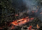 Desmate em área de conservação avança 312% no Brasil - Reuters
