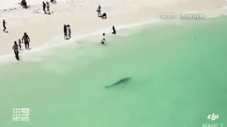 Tubarão é avistado perto da faixa de areia em Pinnaroo Point, praia em Perth, na Austrália  - Reprodução 9News