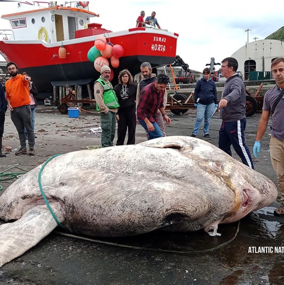 Rato gigante é visto nas ruas do centro de São José do Norte 