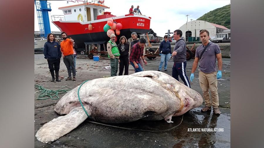 O peixe-lua encontrado pelos pesquisadores pesava quase três toneladas - Reprodução/Atlantic Naturalist