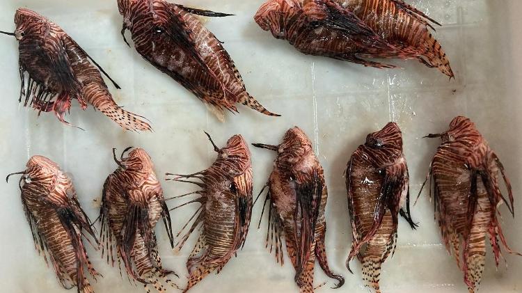 Espécies de vários tamanhos do peixe-leão capturados no litoral brasileiro 