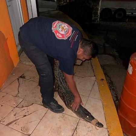 Bombeiro captura crocodilo que escapou em furacão no México