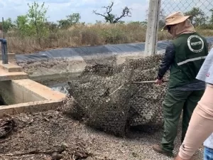 'Cemitério de animais' é achado em fornecedor da Philip Morris e de grifes