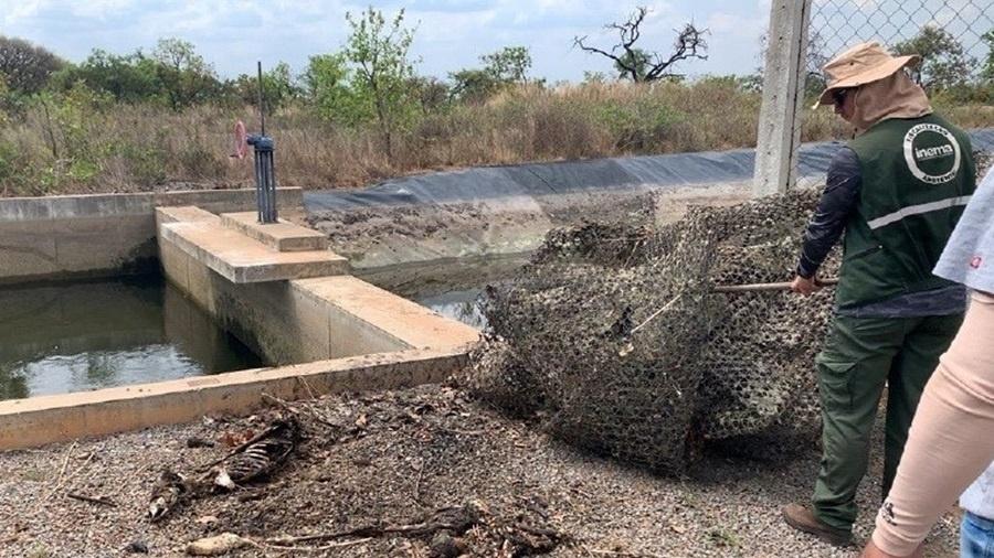 Ossadas e carcaças de animais silvestres em margem de canal de irrigação da Fazenda Karitel, do grupo Santa Colomba. Animais morrem afogados, segundo órgãos ambientais 