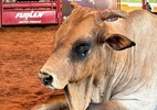 Morre o touro Bipolar, considerado lenda dos rodeios no Brasil, aos 18 anos