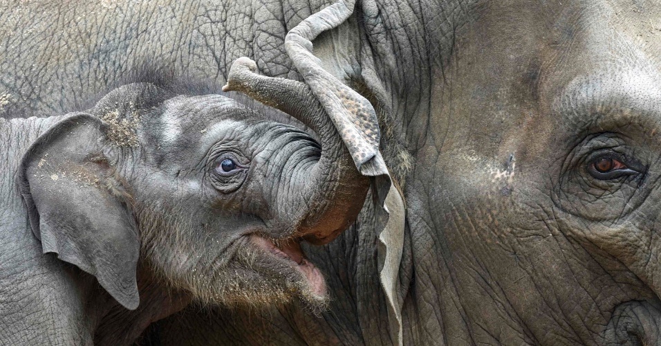 12.ago.2015 - Elefante com quatro semanas de vida abraça seu irmão no zoológico de Hagenbeck, em Hamburgo, na Alemanha