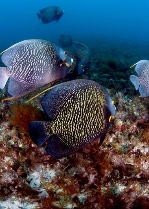 Lucio Tavora/A Tarde