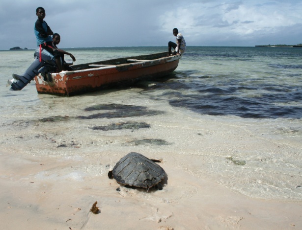 Uma tartaruga do mar resgatada é lançada de volta ao mar - Amy Yee/NYT