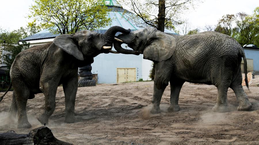 Elefantes africanos do Zoológico de Varsóvia, na Polônia, receberão óleo CBD para ajudá-los a relaxar  - Anna ferensowicz/Pacific Press/LightRocket via Getty Images