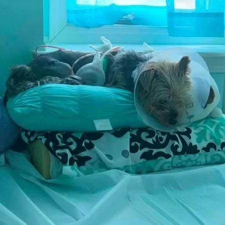 Cão ficou ferido após lutar contra coiote - Reprodução/GoFundMe - Reprodução/GoFundMe