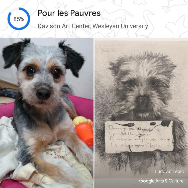 Ferramenta Pet Portraits do Google Arts & Culture - Reprodução - Reprodução