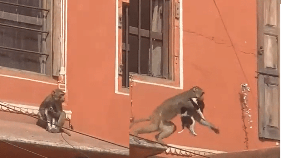 Macaco durante sequestro de cachorro e fuga na Índia  - Reprodução / Twitter