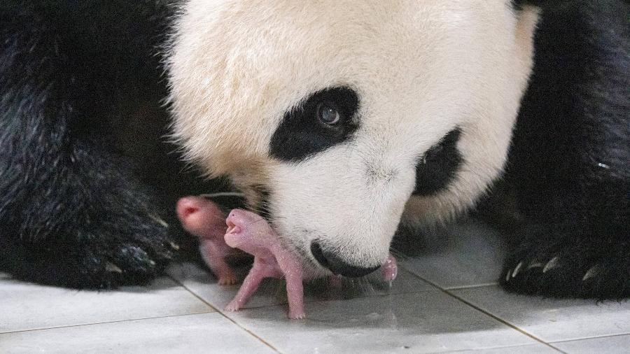 11.jul.23 - Panda gigante Ai Bao segura seu bebê panda com a boca após dar à luz gêmeos no parque de diversões Everland em Yongin, Coreia do Sul