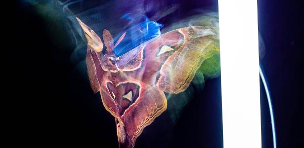 Mariposas não são atraídas pela luz, ao contrário do que parece