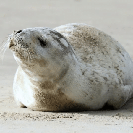 Registro feito da foca-caranguejeira (Lobodon carcinophaga), deitada na areia do litoral do sul de Santa Catarina Registro feito da foca-caranguejeira (Lobodon carcinophaga), deitada na areia do litoral do sul de Santa Catarina