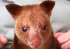 Canguru órfão sobrevive após ser adotado por wallaby em zoo da Austrália - Dilvulgação/Adelaide Zoo