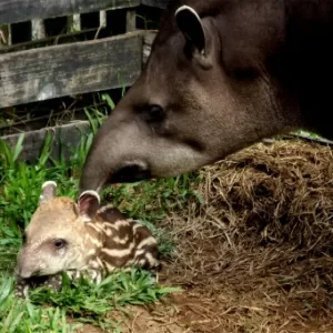 Mais um rato gigante é capturado na Inglaterra e especialistas