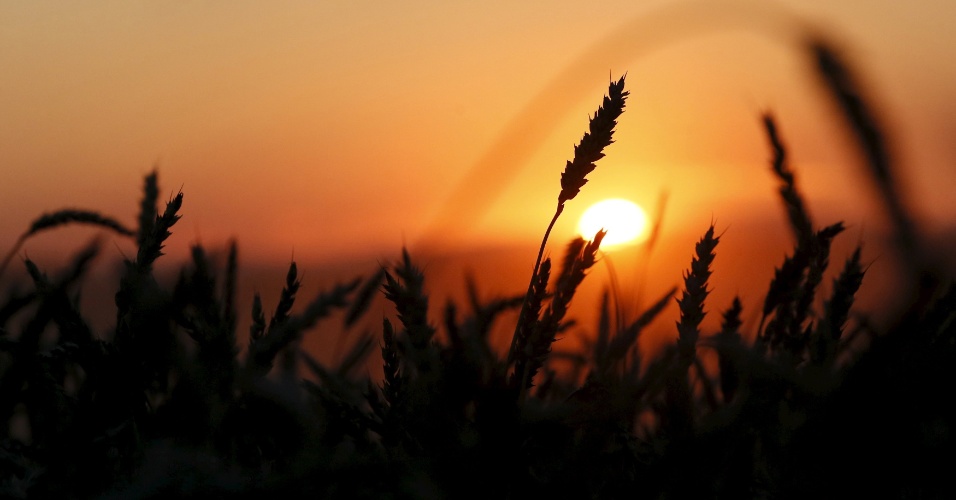 28.ago.2015 - Plantação de trigo é fotografada durante o pôr do sol, ao sudoeste da cidade siberiana de Krasnoyarsk, na Rússia