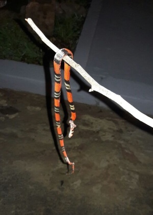 Cobra coral encontrada em condomínio de luxo em Campinas (SP) - Divulgação