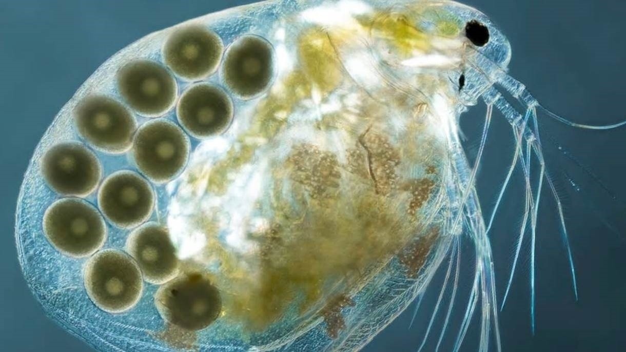 Uma fêmea da espécie Simocephalus, um tipo de pulga-d'água (Cladocera). Trata-se de um crustáceo que vive na água doce - Haken Kvarnstrom