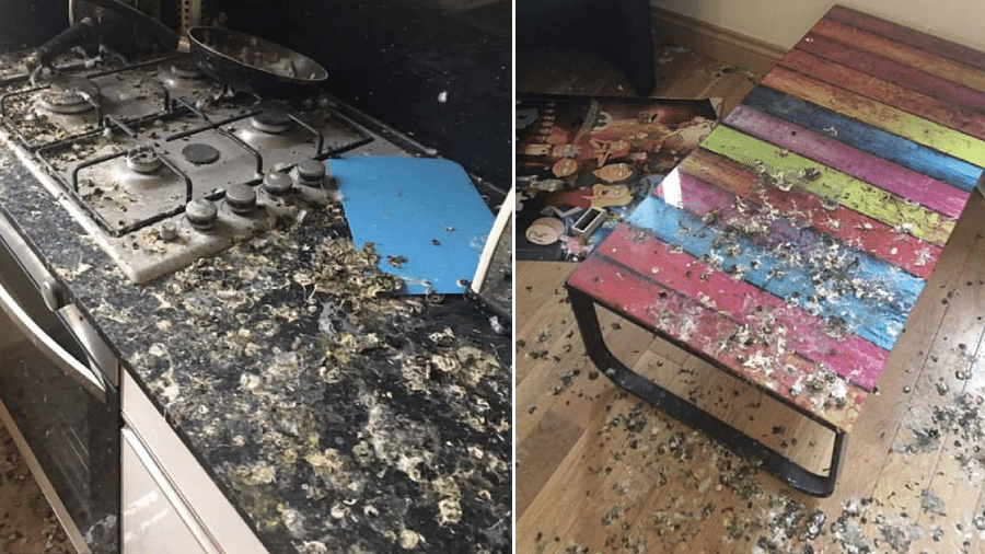 Fotos feitas pelos funcionários da universidade mostram o apartamento do estudante destruído após ter sido invadido por pombos - Reprodução/DailyMail