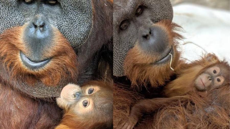 O orangotango macho com sua filha mais nova  - Divulgação/Denver Zoo 