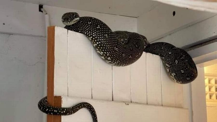 Cobra enorme foi encontrada em porão - Reprodução/Facebook
