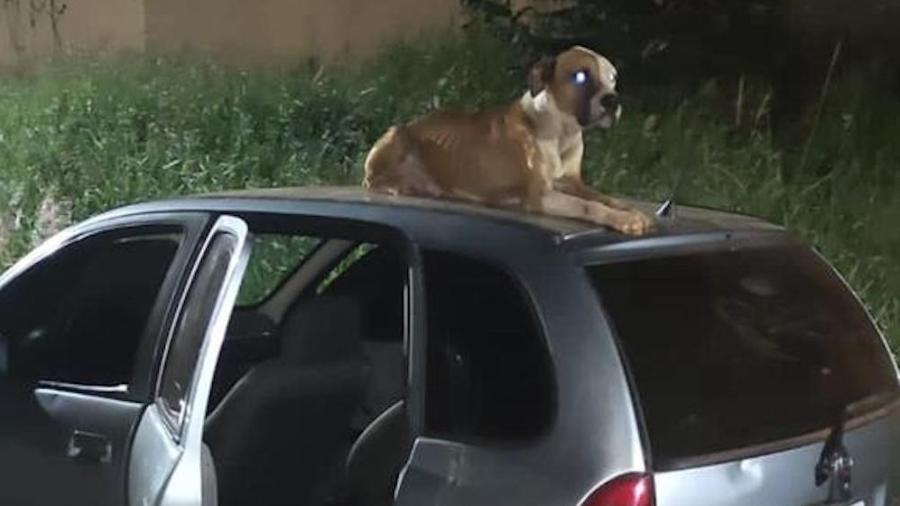 Agentes da PM que localizaram o veículo roubado acreditavam que o cão, de guarda sobre o teto, pertencia à vítima - Reprodução/Arquivo Pessoal