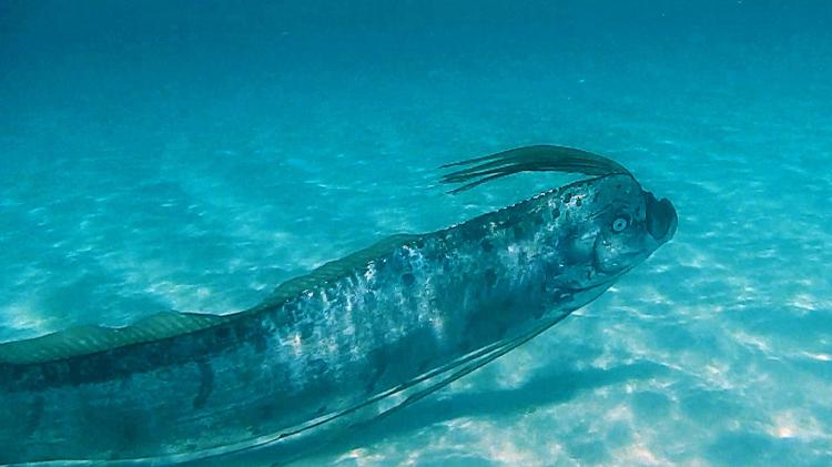 El pez remo es una especie que habita en las profundidades del océano y se puede encontrar hasta 1.000 metros de profundidad - Reproducción/StringFixer - Reproducción/StringFixer