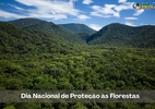 Dia de Proteção às Florestas: desafios e consequências da destruição - Shutterstock