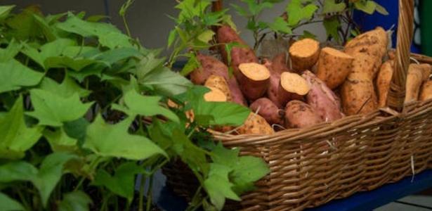 Maior e com mais vitamina A: como é nova batata-doce criada no Brasil?