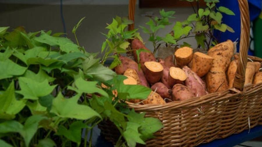 Batata-doce biofortificada, criada por pesquisadores da Unesp