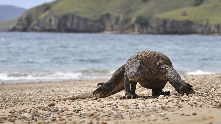 Dragões-de-komodo são predadores perigosos