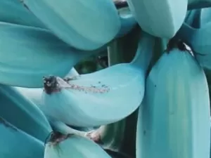 Banana azul? Fruta existe e tem sabor de baunilha e textura de sorvete