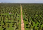 Demarcação indígena mais atrasada do NE vive tensão com disputa por fazenda
