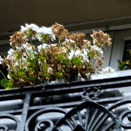 Flores em sacada, fotografadas com zoom máximo do realme GT7 Flores em sacada, fotografadas com zoom máximo do realme GT7
