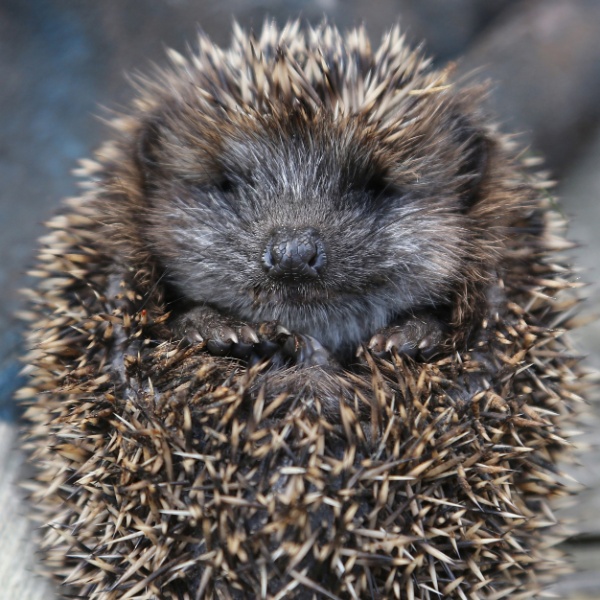 Wolfgang Kumm/DPA via Agence France-Presse/Getty Images