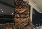 Ingleses se mobilizam para fazer estátua de gatinho que morava em supermercado - Facebook/ Brutus "The Morrisons Cat"