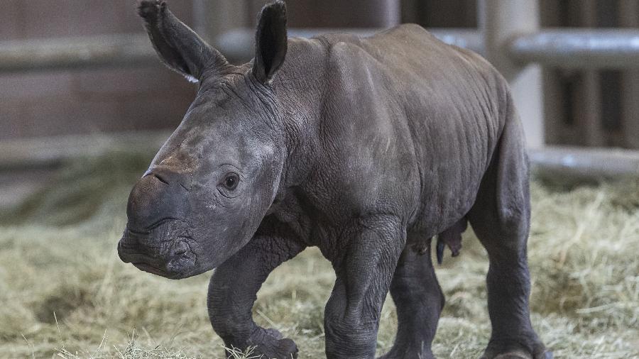 O filhote de rinoceronte branco do sul, nascido em San Diego após ser concebido através de inseminação artificial -  Ken Bohn/San Diego Zoo Safari Park/AFP