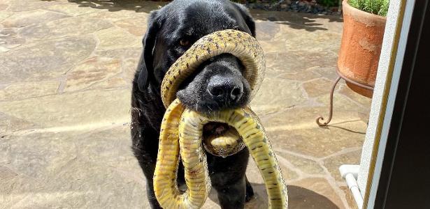 The dog appears with a snake wrapped around its nose and is rescued after 30 minutes;  a look