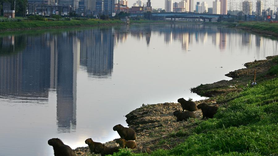 Capivaras na margem do rio Pinheiros, em São Paulo - Jonne Roriz/Estadão Conteúdo