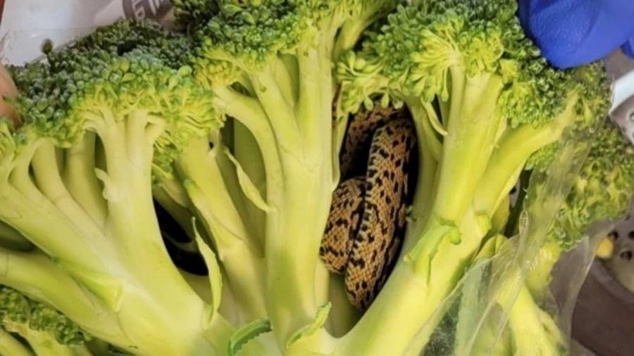 Cobra-de-escada foi achada em brócolis comprado em supermercado  - Reprodução/Facebook